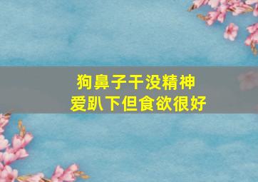 狗鼻子干没精神 爱趴下但食欲很好